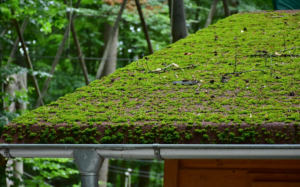 moss