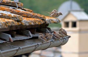 rusty gutters